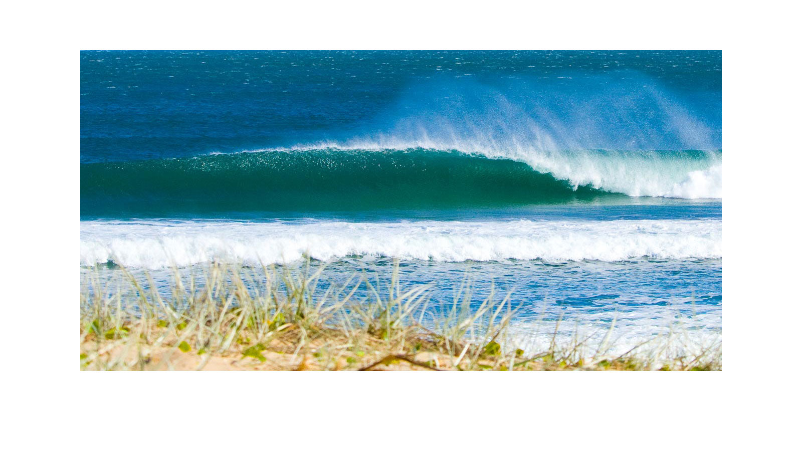 A clean barrelling wave breaking over a sandy beach viewed from the dunes, with coastal grass in the foreground and deep blue water behind the wave face.